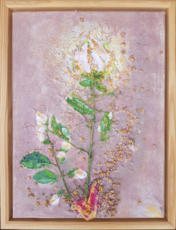 Sanftheit der Rosen Sanftheit der Rosen