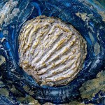 muschel im wasser